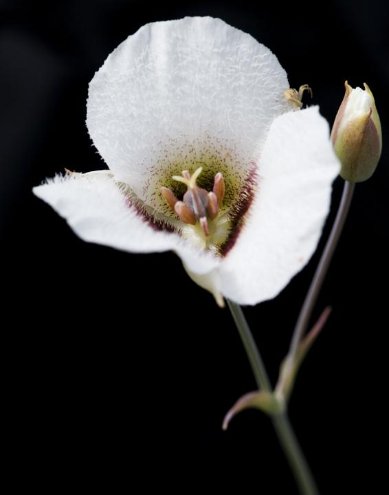 Howells Mariposa Lily, Calochortus howelii.jpg